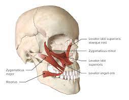 Zygomaticus major Muscle - Origin, Insertion, Function, Exercise