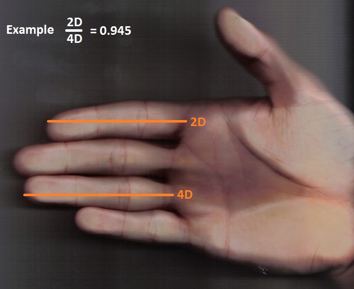 Hand zur Abmessung 2D4D