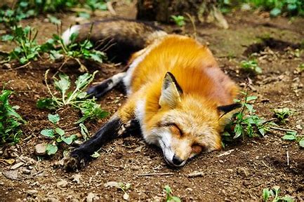 Fox