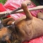A dog sacrificed for religious sacrifice 150x150