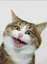 PSYCHO HAPPY CAT