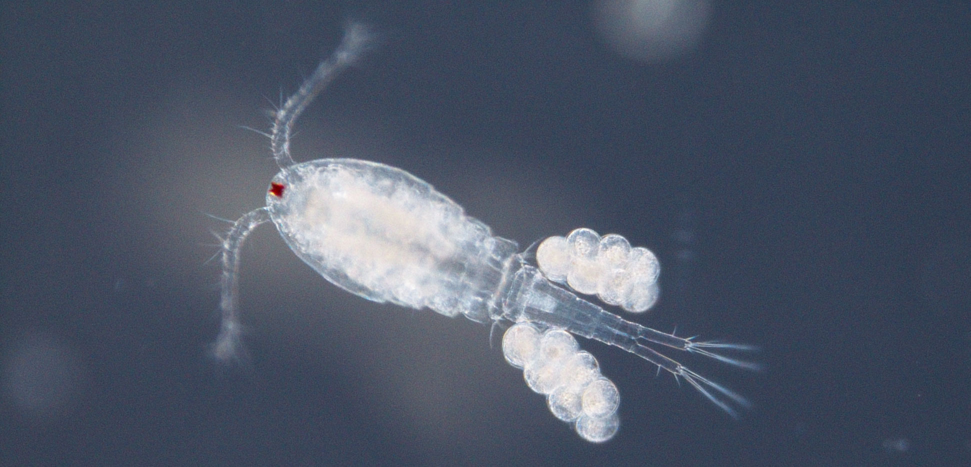 Header copepod omega 3