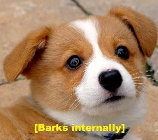 Bark