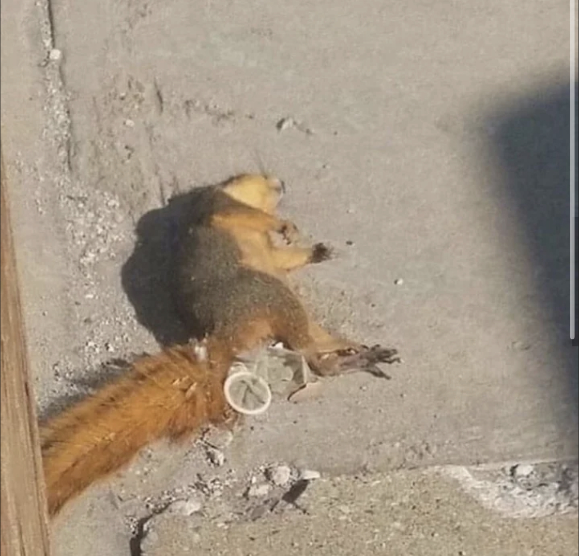 D8C58E1C C020 4886 9F55 1860F9610C67