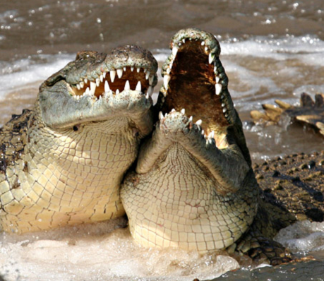 Laughigncrocodiles