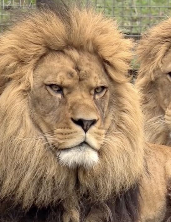 Screenshot 2024 02 15 at 95109 PM