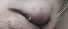 Catmouth