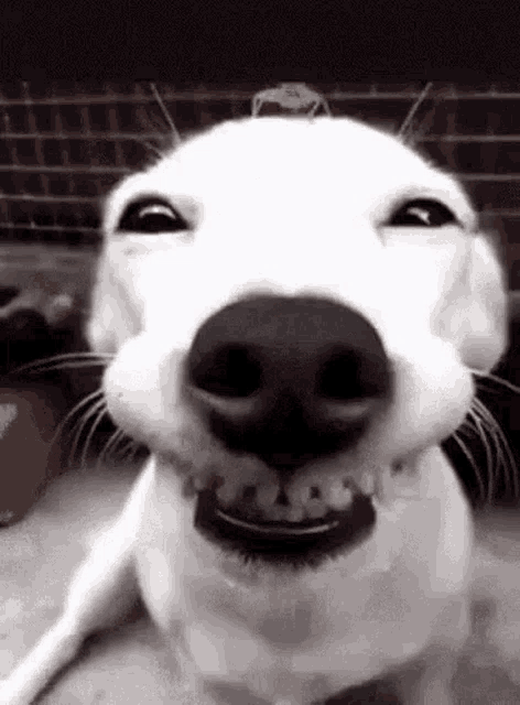 Nini dog