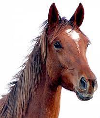 Horse head png (2) Total PNG | Free Stock Photos