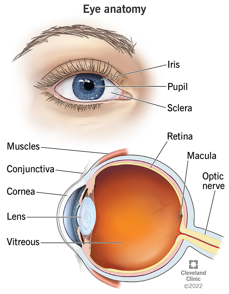 Eye anatomy