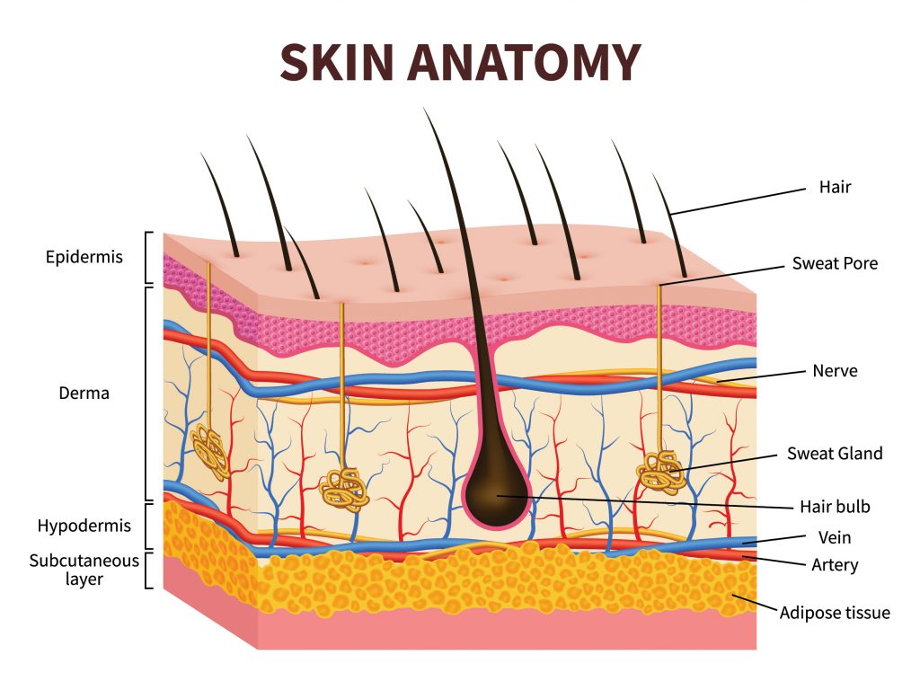 Skin Anatomy An Examination of the Bodys Largest Organ body 2 1024x768