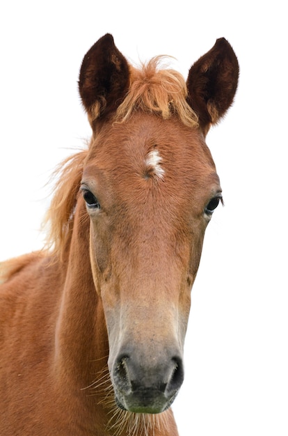 Close up horse face front head brown horse isolated white background 536080 802