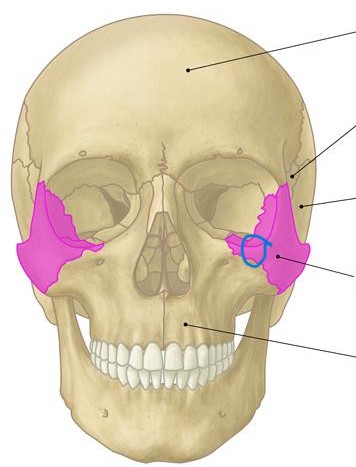 Zygomatic Bone