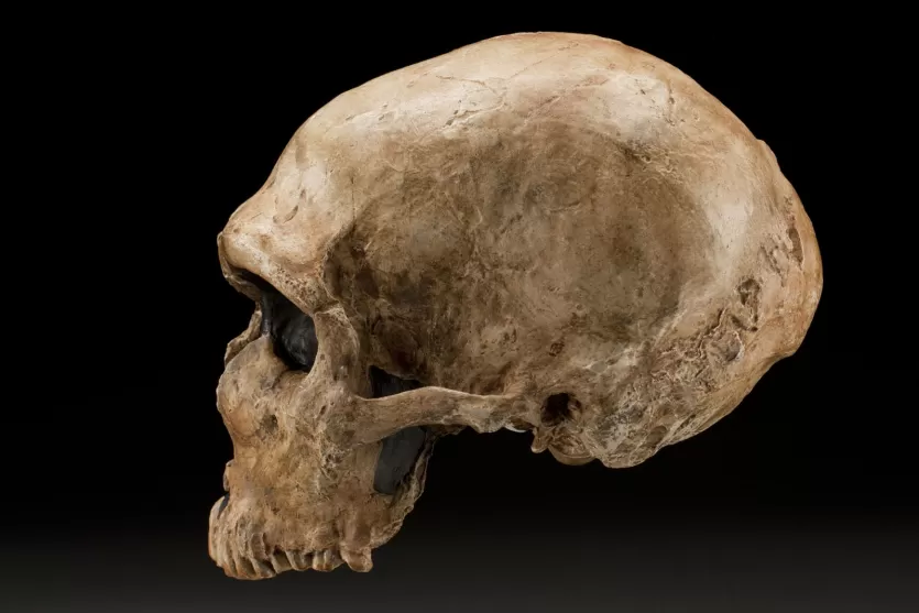 Neanderthal skull LaFerrassie1 s JDDH l