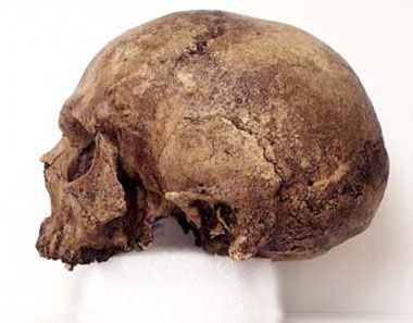 Homo sapiens cromag side