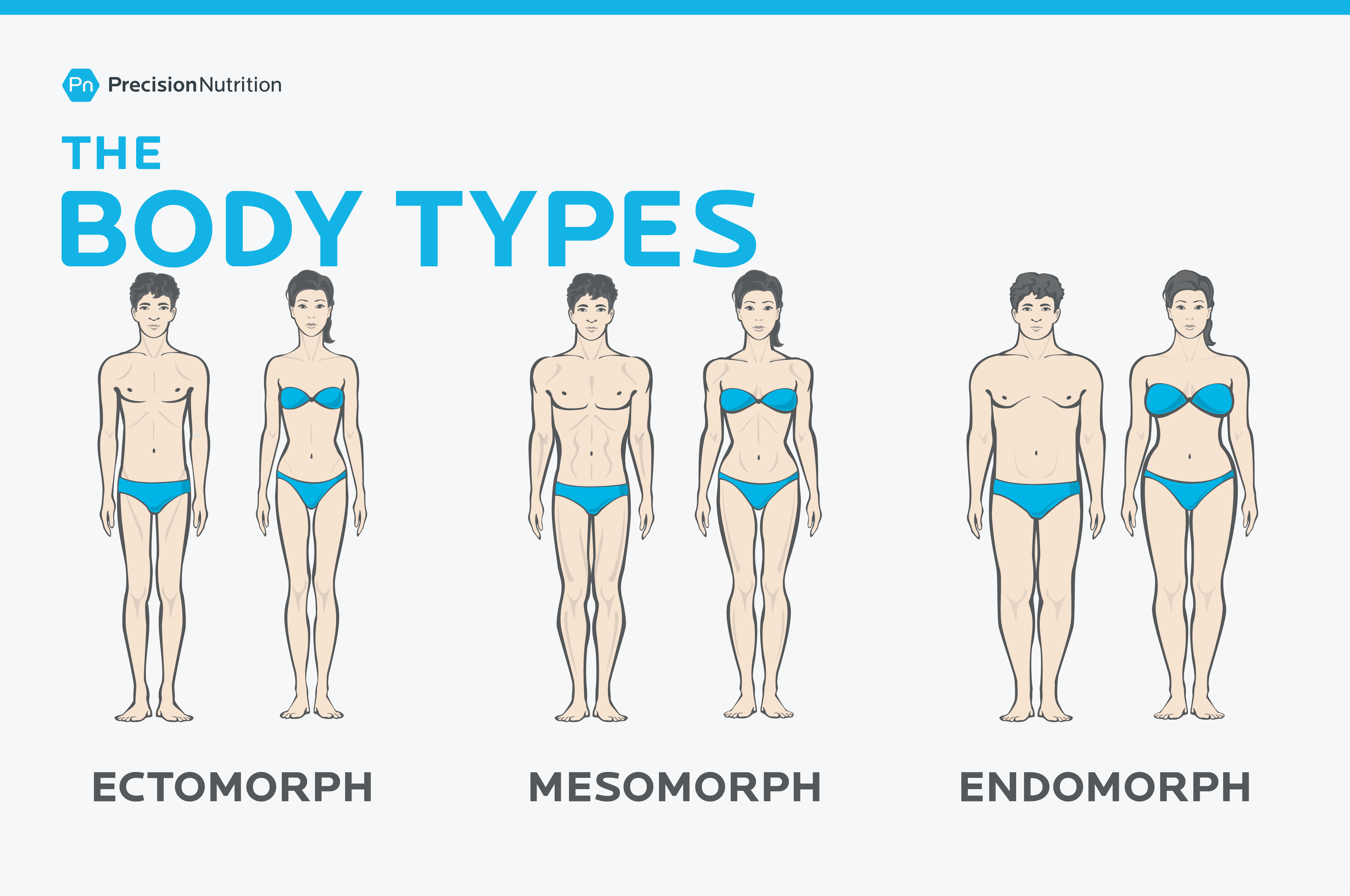 The body types ectomorph mesomorph endomorph