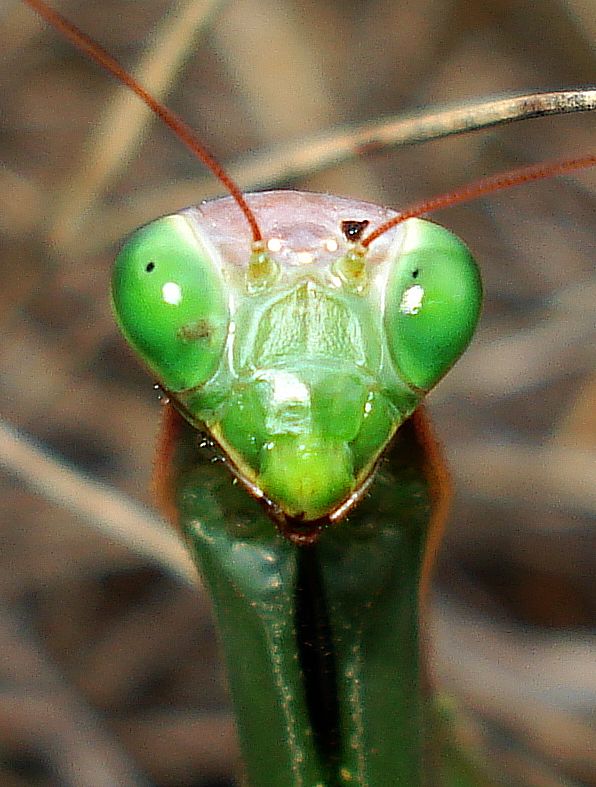Mantis religiosa detalle   San Cristbal