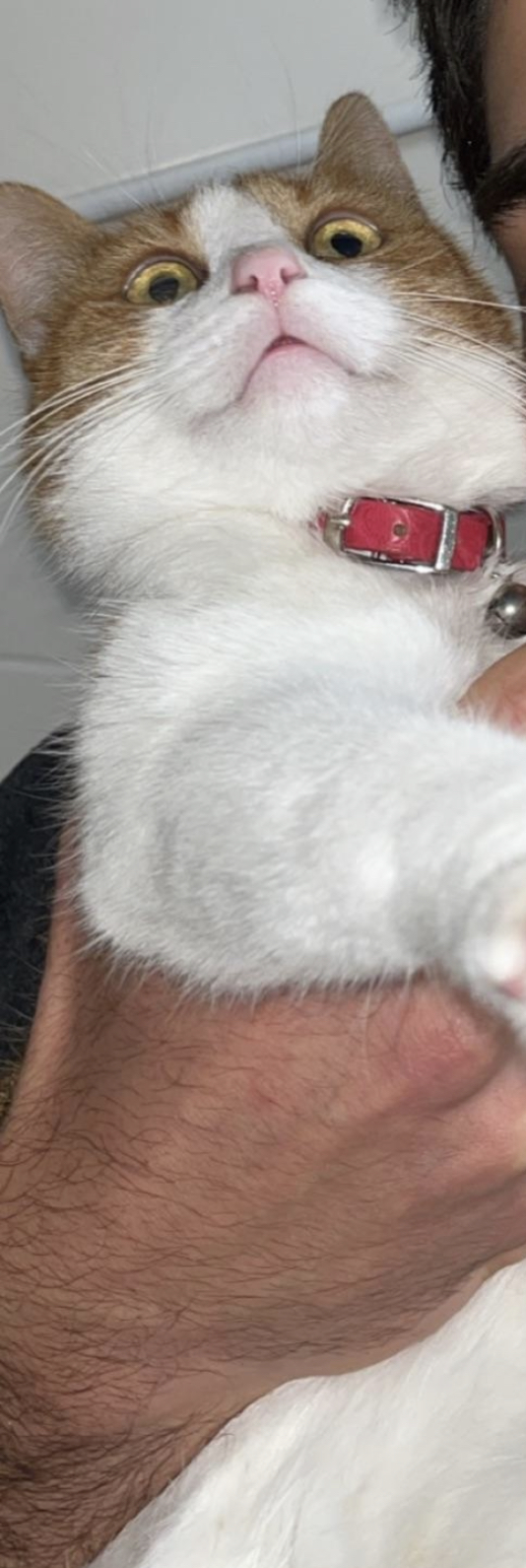 7BA3780B C6B2 44D0 A10E 48AE4CB720F0