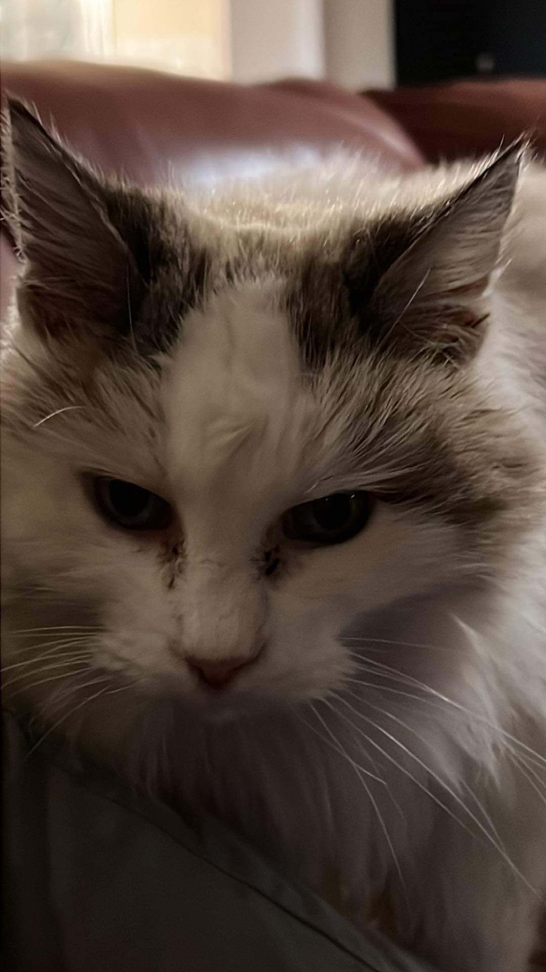 CCE41AB2 9514 4E01 8783 8B42A254BEEF