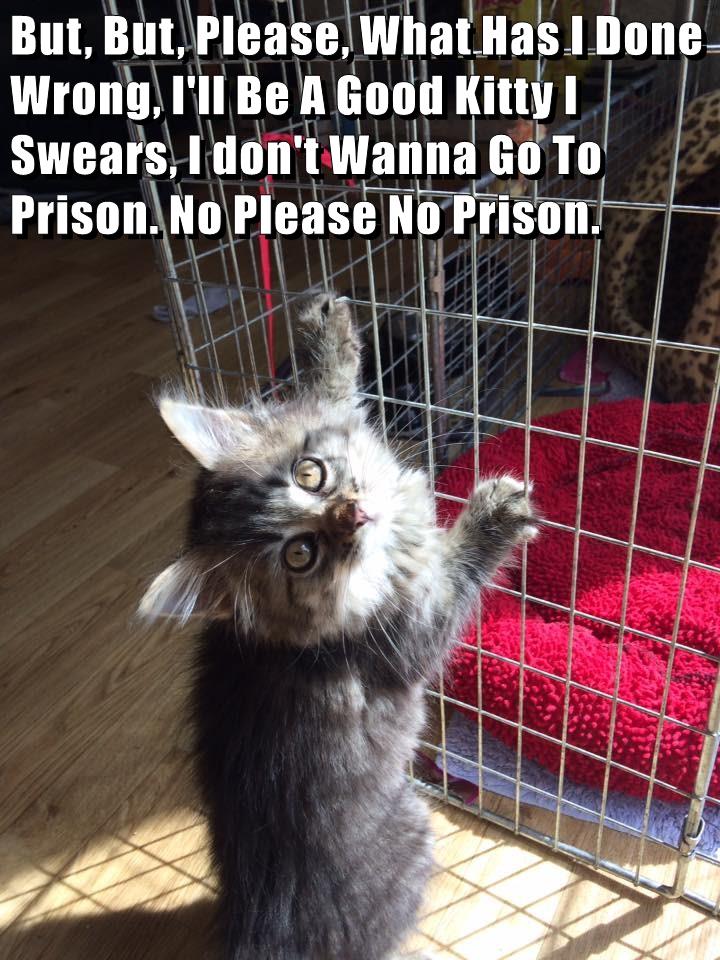 Innocent looking kitten pleads to not throw him in jail because he is not guilty