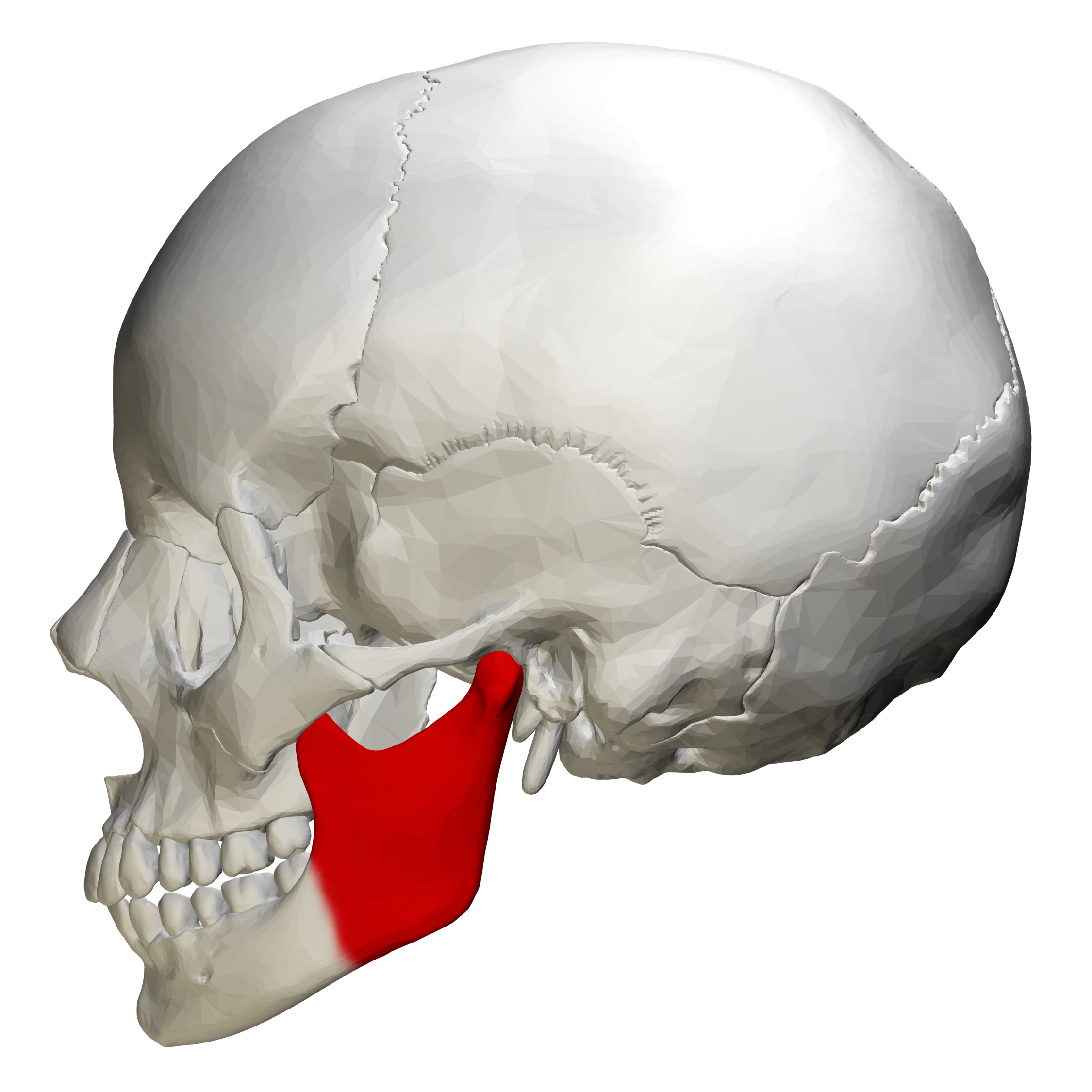 Ramus of the mandible   skull   lateral view