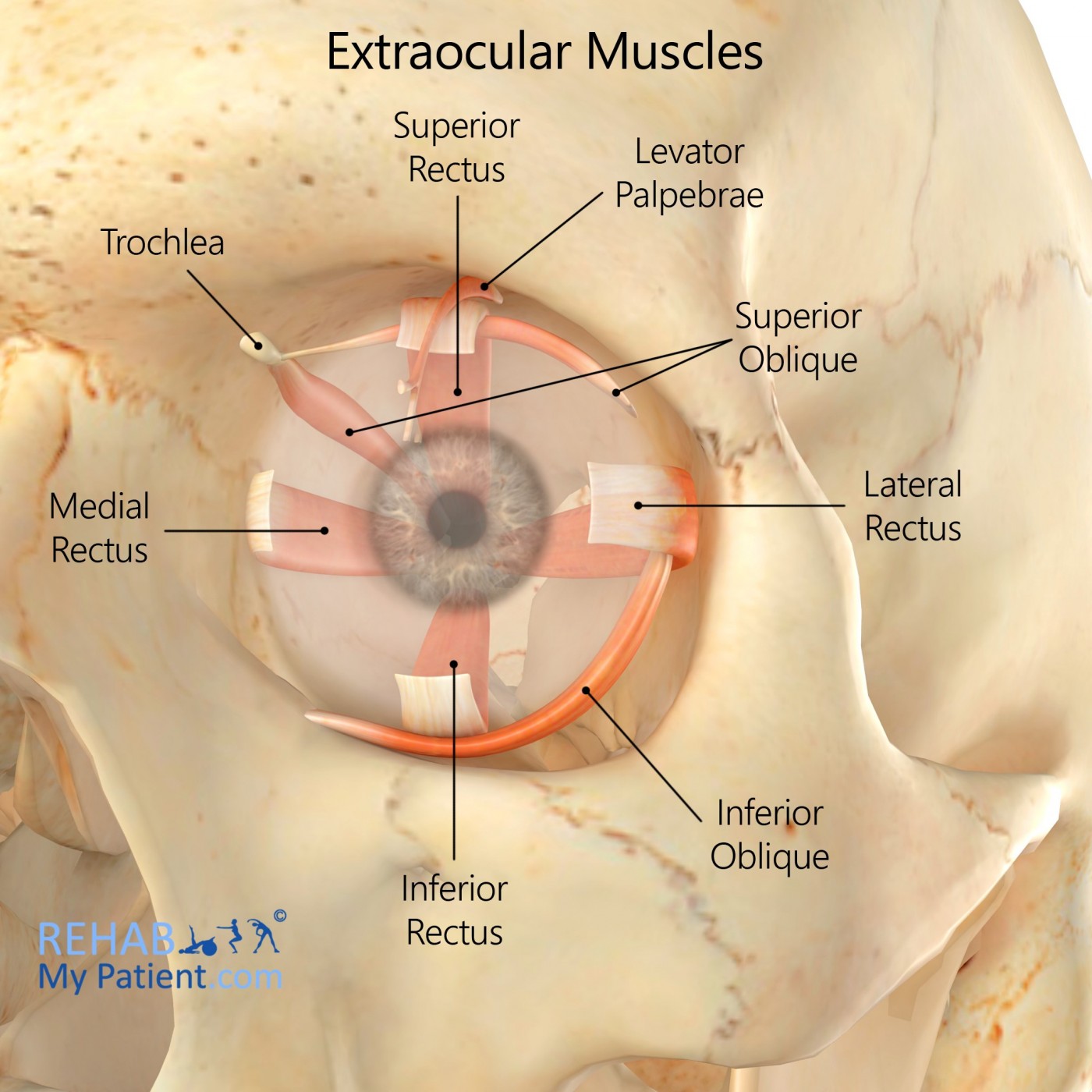 Extraocular Muscles1