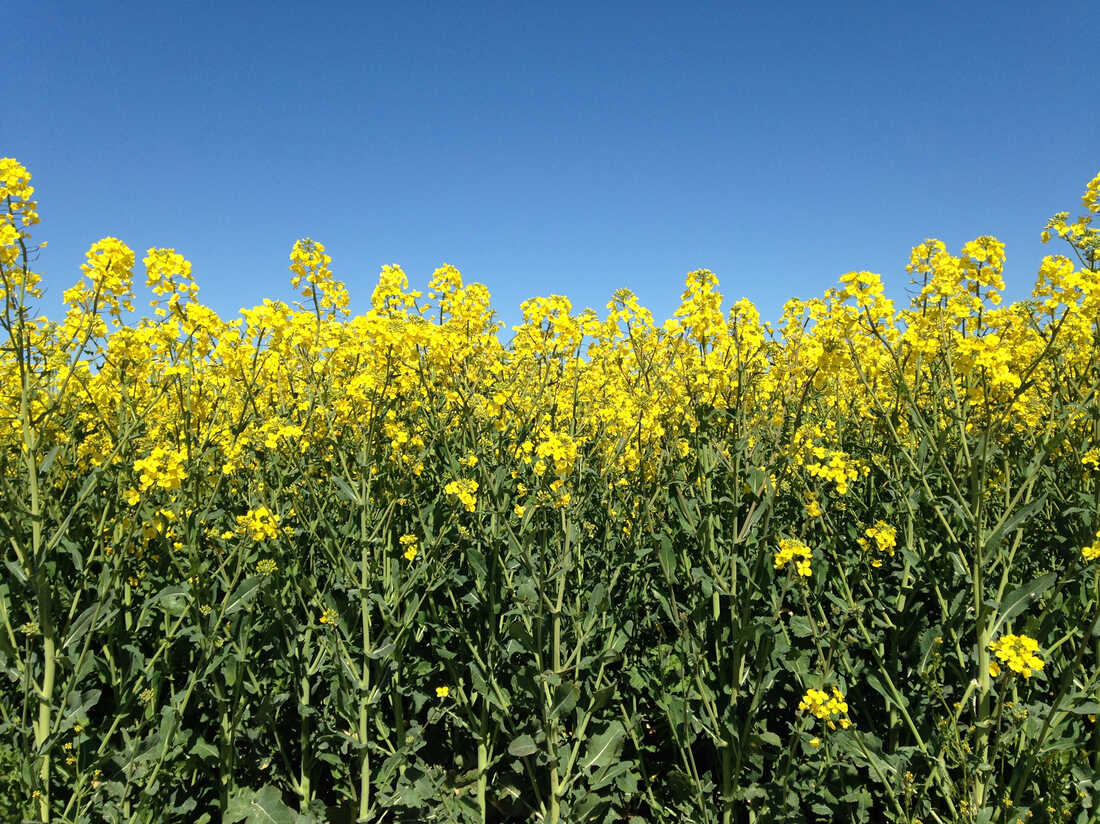 Rapeseed 1 0d1a79d51c7f357c189e50dd1af9aa8713dcf750 s1100 c50