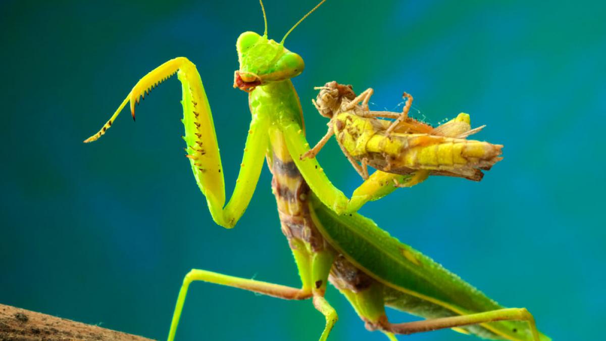Mantis religiosa alimentacion