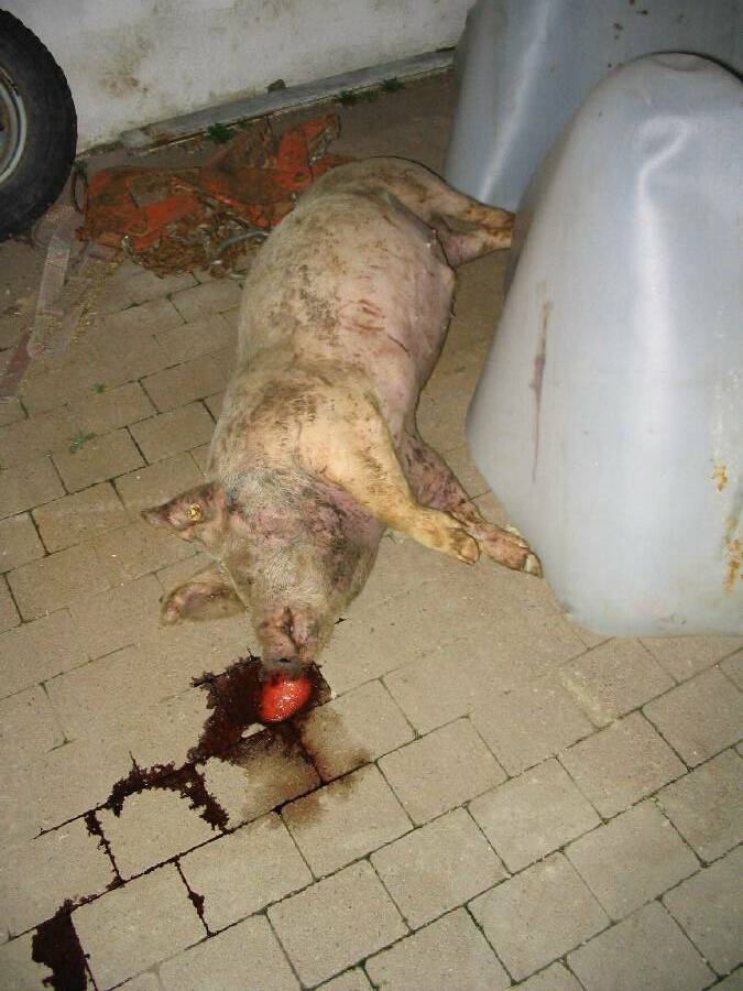 Dead pig