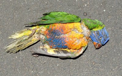 Dead parrot