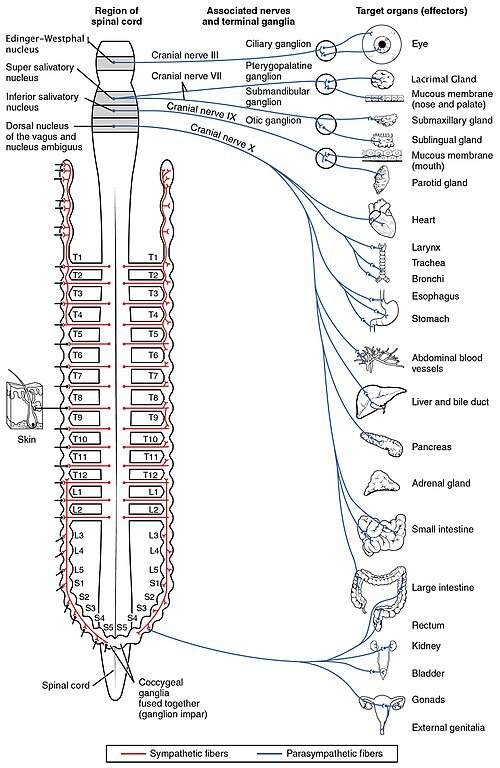 en.m.wikipedia.org_500px-1503_Connections_of_the_Parasympathetic_Nervous_System.jpg