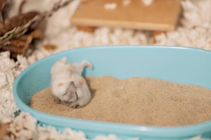 A hamster cleaning its fur in a sand bath IRINA ORLOVA Shutterstock