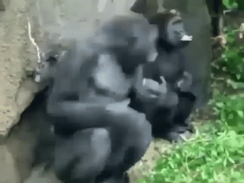 Monkey head