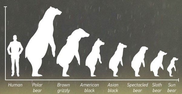 Bear Size Comparison