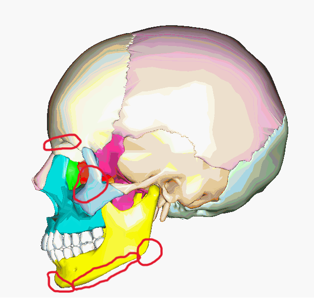 Craniofacial Bones Side View Marked Craniofacial Bones Side View Marked