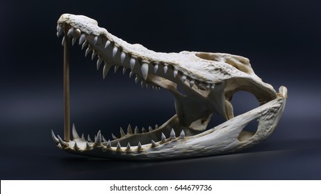 Crocodile skull dark background 260nw 644679736