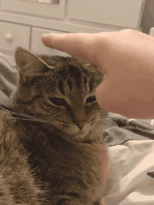 Catpat cat pat smokey there there