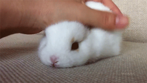 Pat the bunny