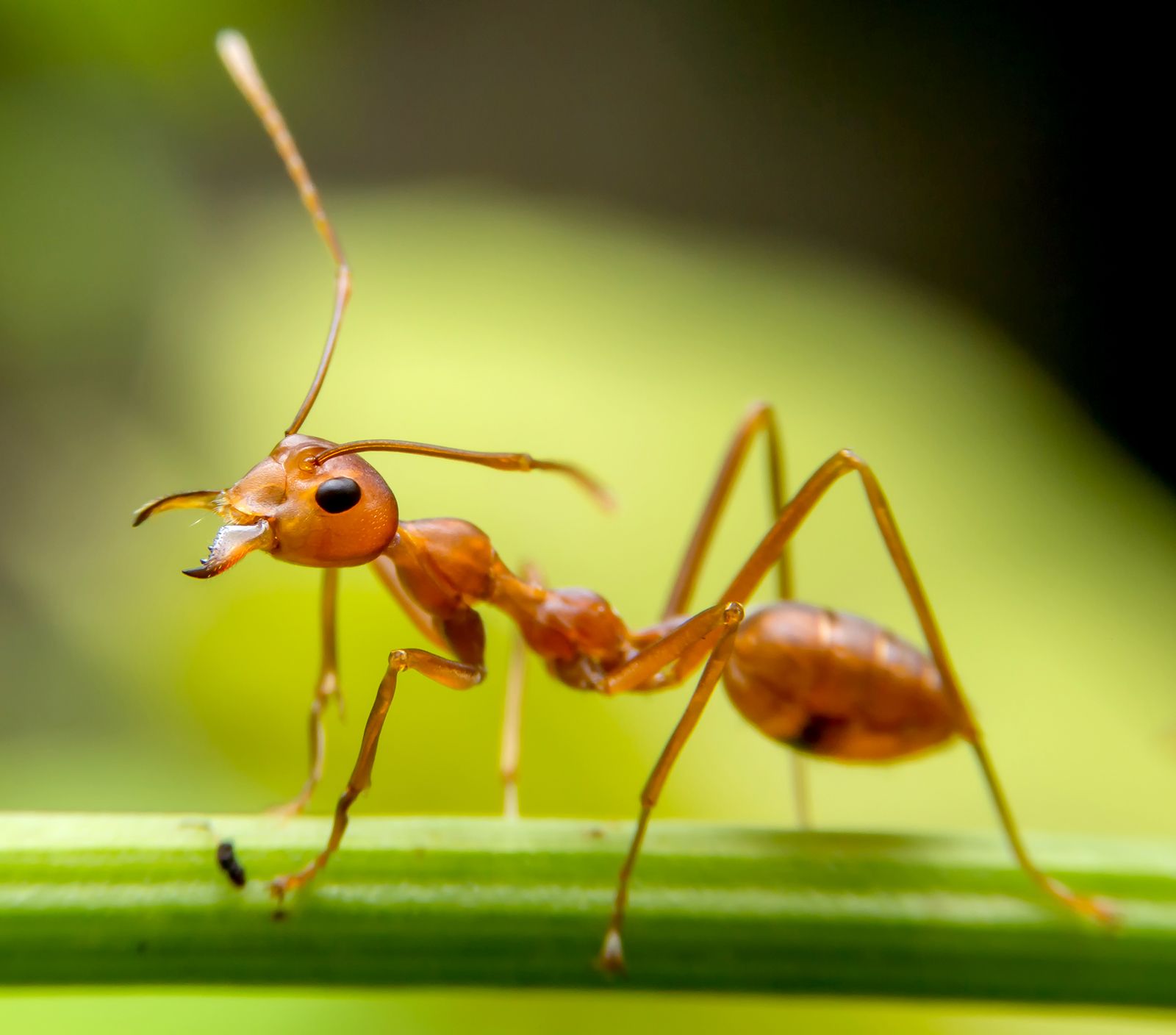 Red ant on a green branch