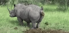 Rhino pooping
