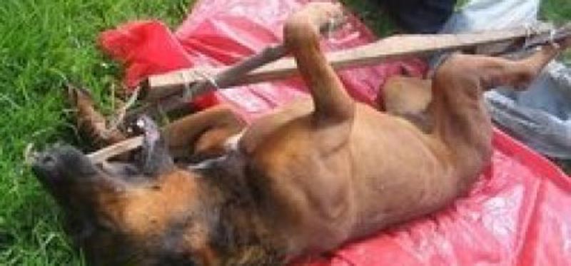A dog sacrificed for religious sacrifice 2