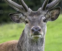 Resultado de imagem para olhos de veado