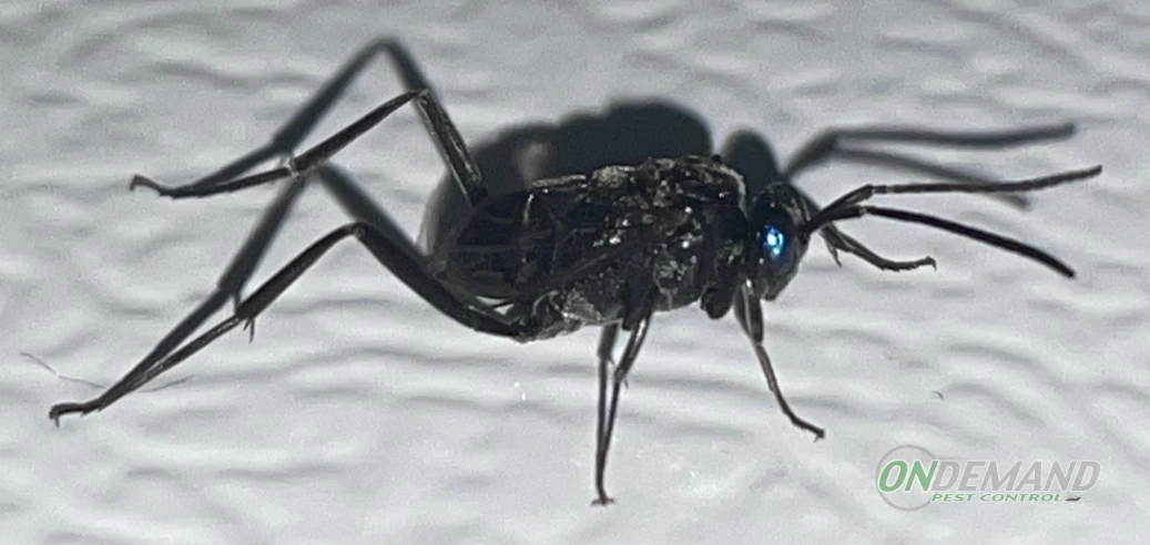 Ensign Wasp Closeup 2