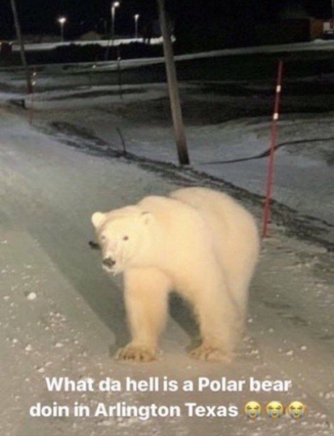 What da hell is a polar bear doin in arlington texas 