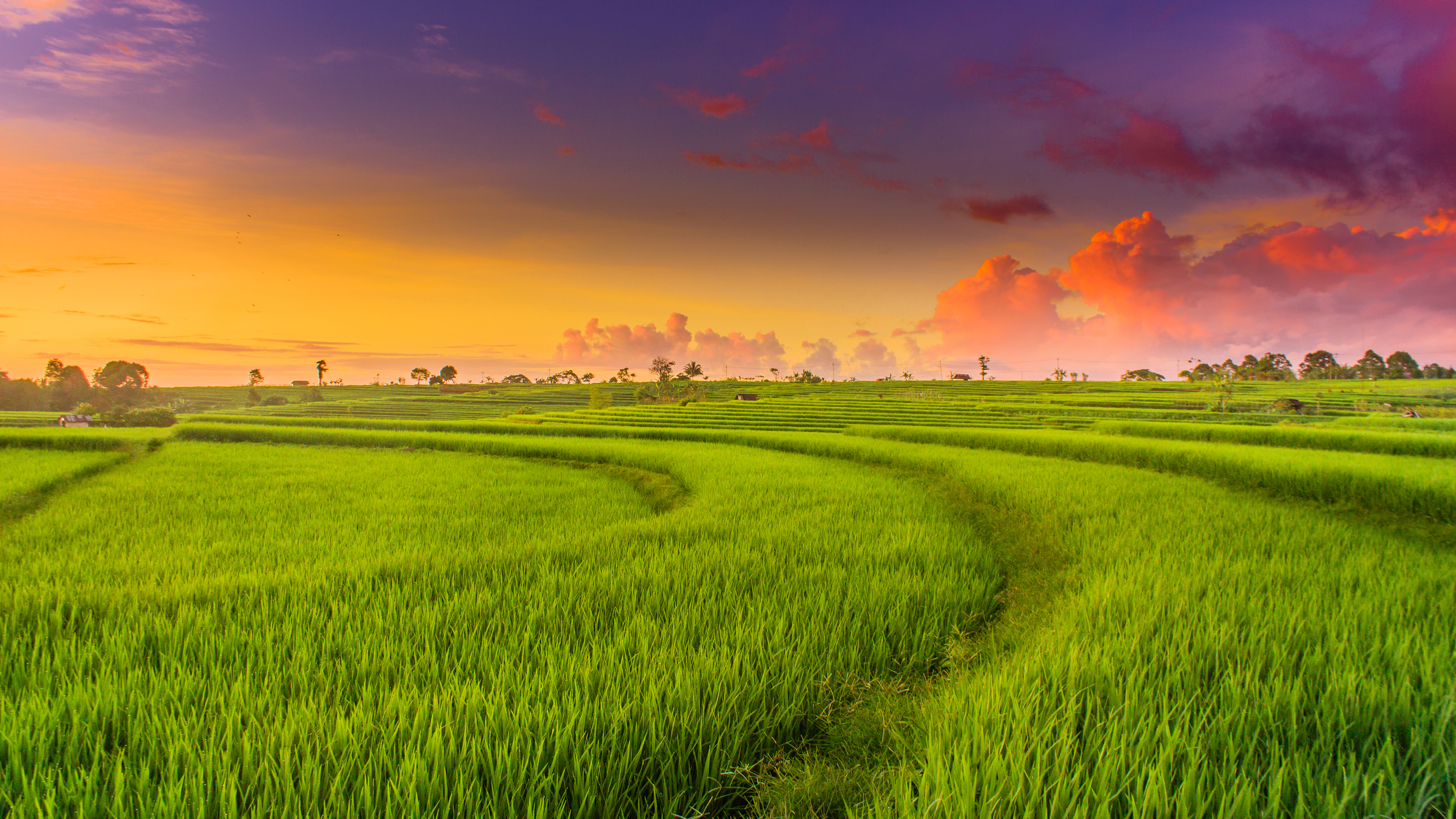 Countryside paddy fields 4k HD 3998270215