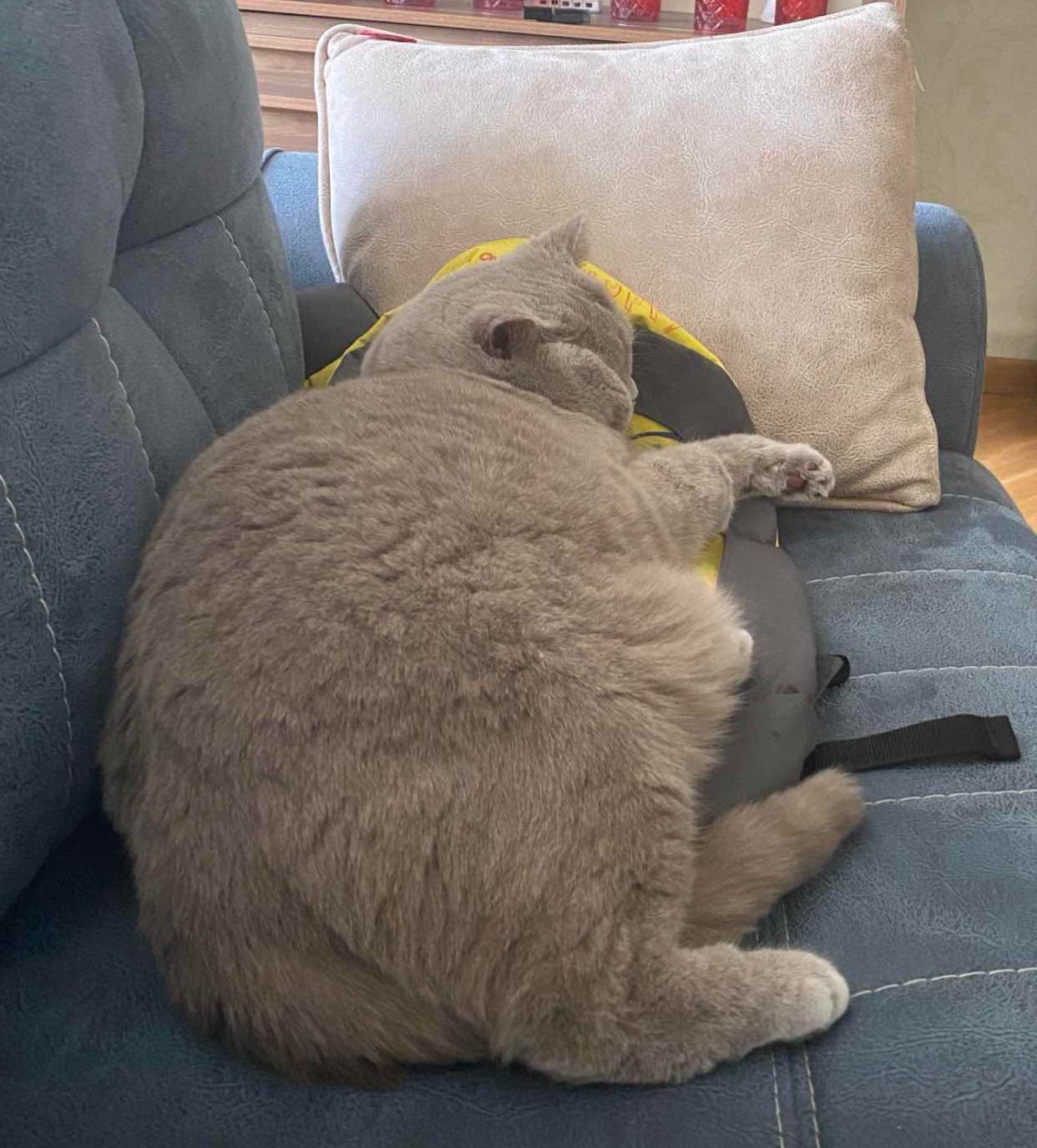 4338B153 E45A 40AD 8AB6 71357864A68E