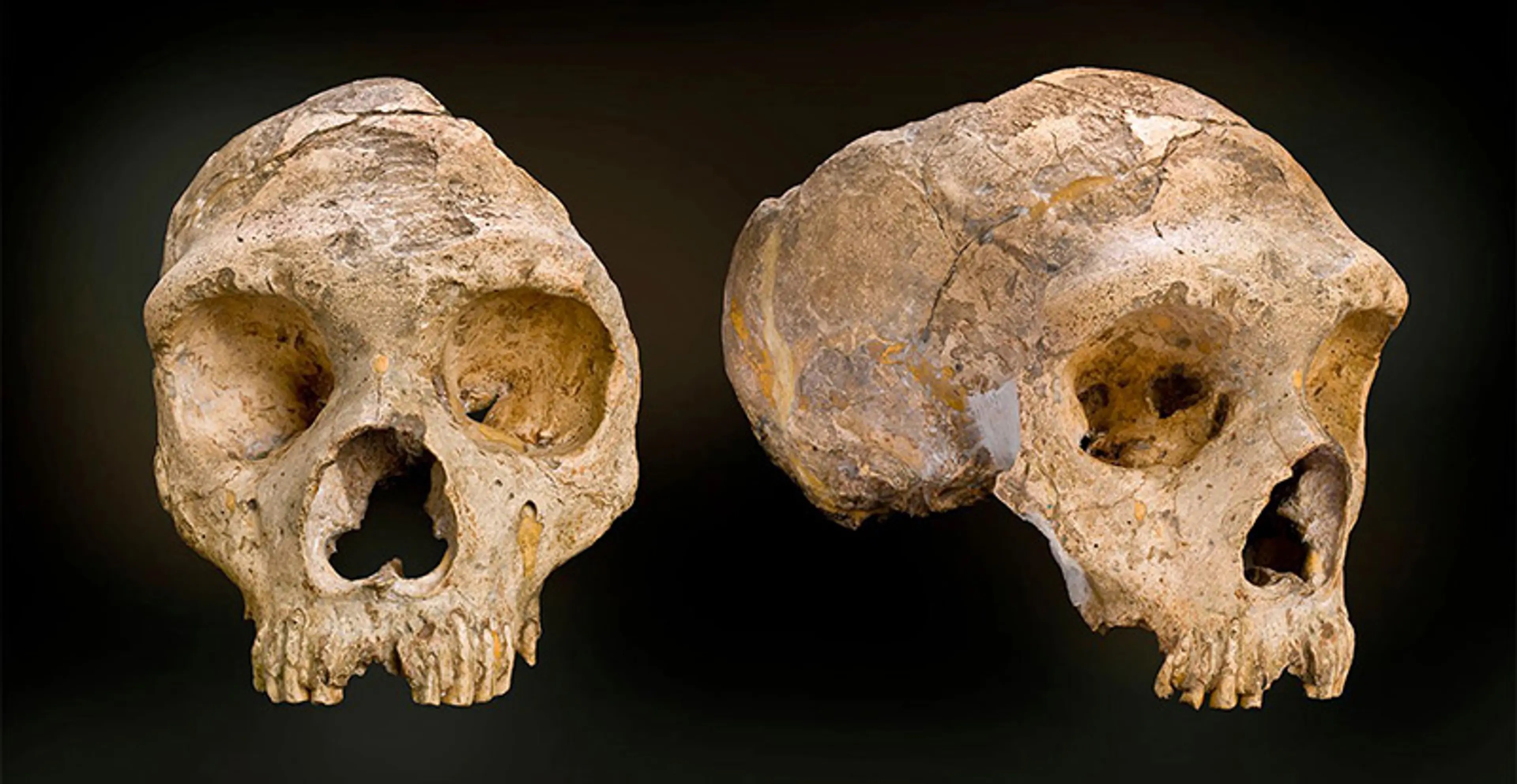 INSERT adult female NHM gibraltar 1 neanderthal full widththumb11601160