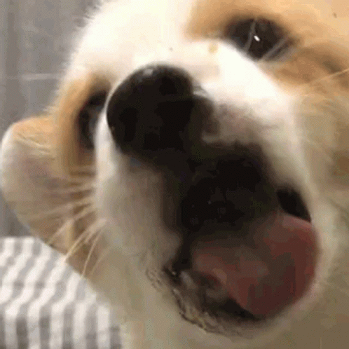 Doggo puppye4f50d573f7189715931a1ff1ac10c59