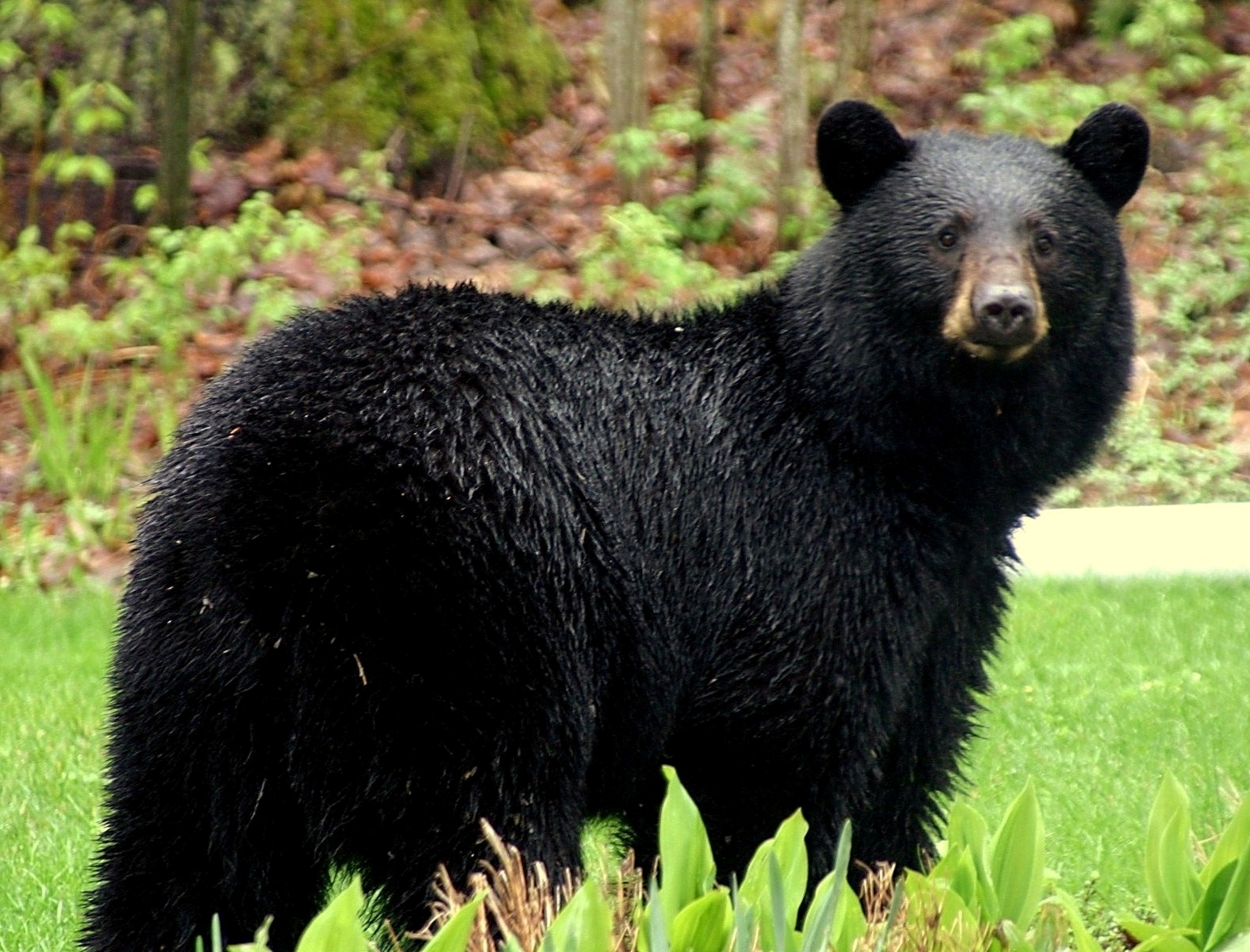 American Black Bear1 American Black Bear1