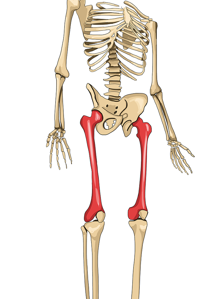 13211 Location of femur
